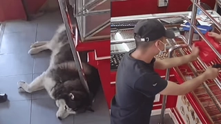 Guard Dog Adorably Fails Alarm Day Training Amid Fake Robbery; Internet Can’t Handle The Cuteness | Viral Video
